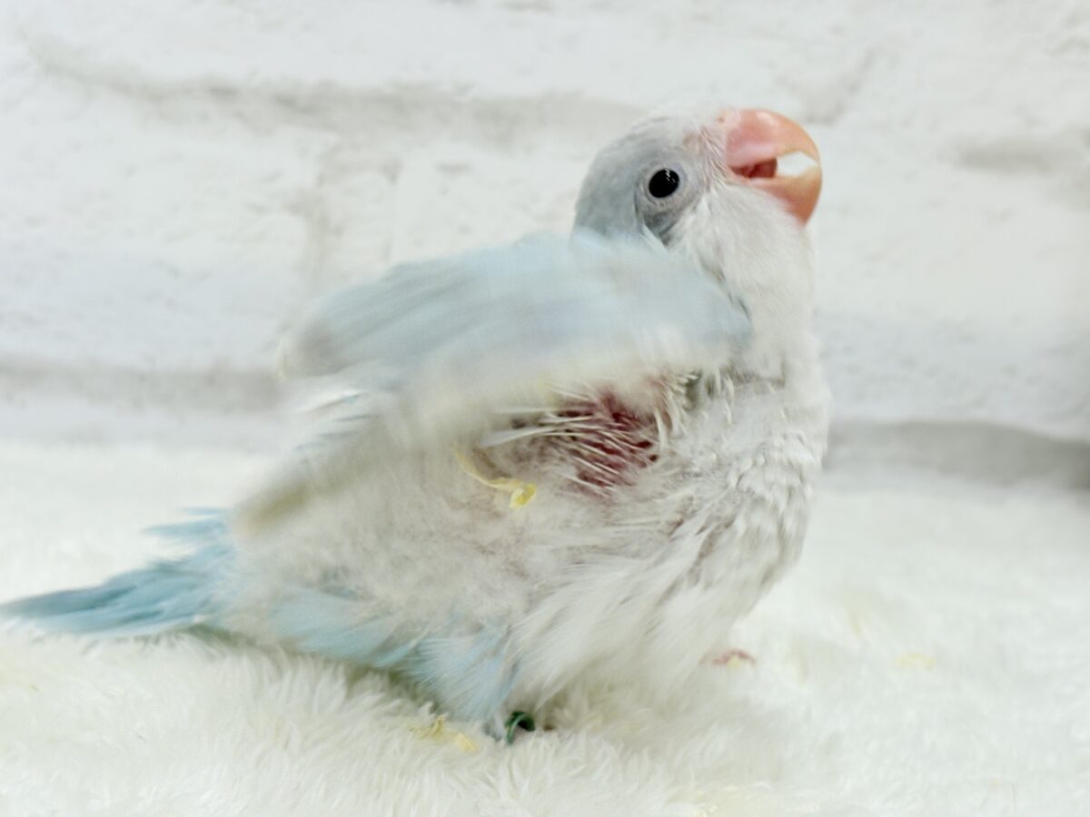 オキナインコ