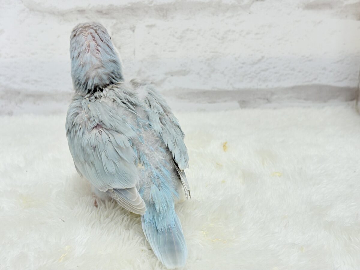 オキナインコ