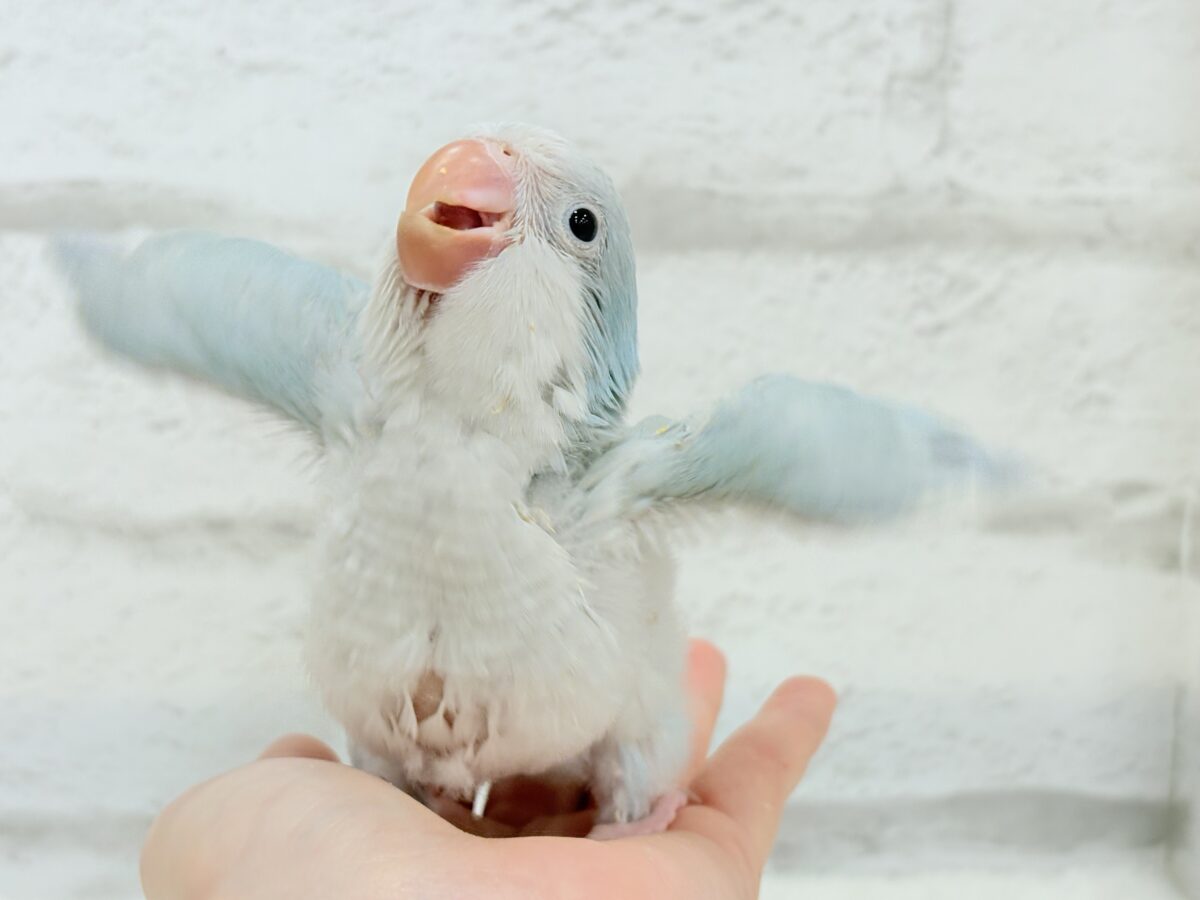【最新画像更新🪄】ラムネみたいな淡いブルー🐣🩵🫧オキナインコ(ブルーパリドイノ) ヒナ オキナインコ