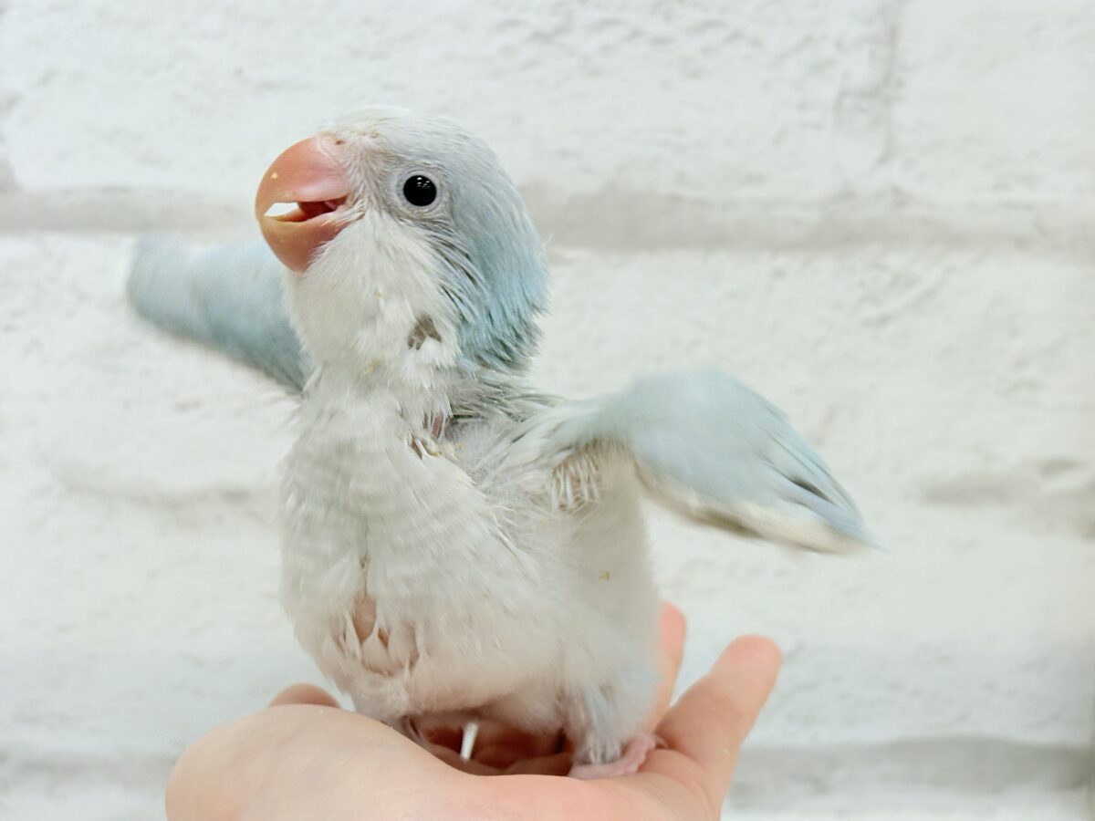 【最新画像更新🪄】ラムネみたいな淡いブルー🐣🩵🫧オキナインコ(ブルーパリドイノ) ヒナ オキナインコ