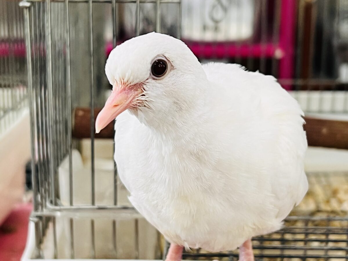 ギンバト
