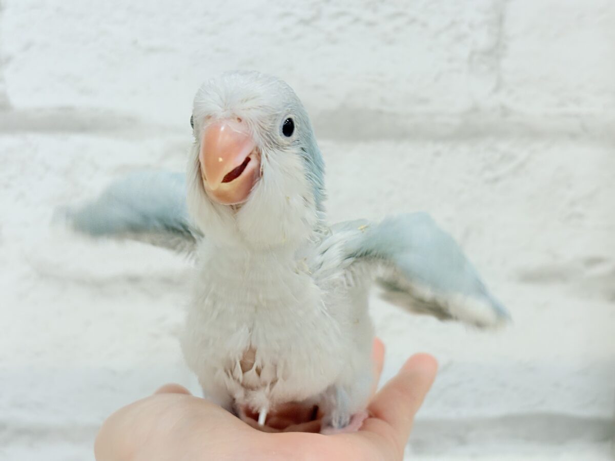 オキナインコ
