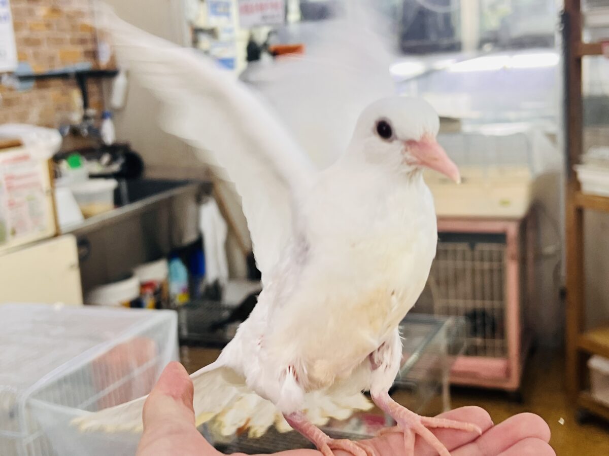 ギンバト
