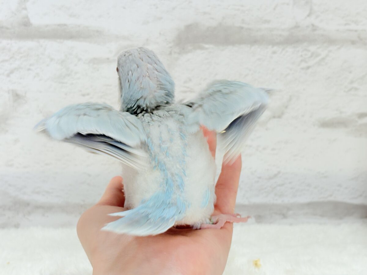 オキナインコ