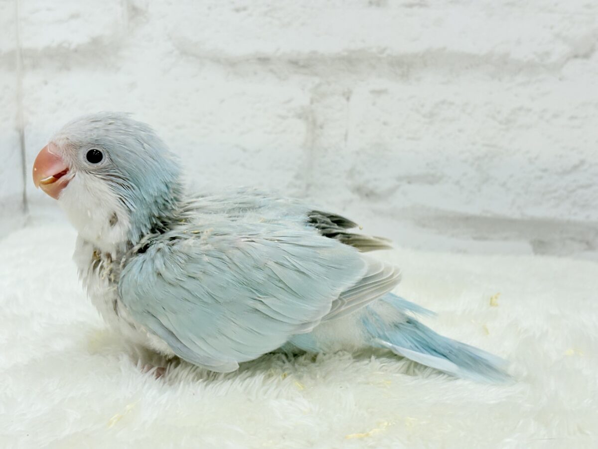 オキナインコ