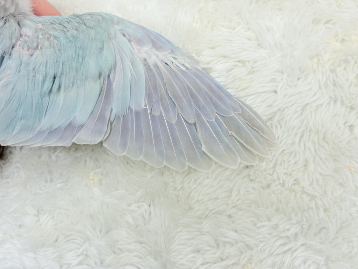 【最新画像更新🪄】ラムネみたいな淡いブルー🐣🩵🫧オキナインコ(ブルーパリドイノ) ヒナ オキナインコ
