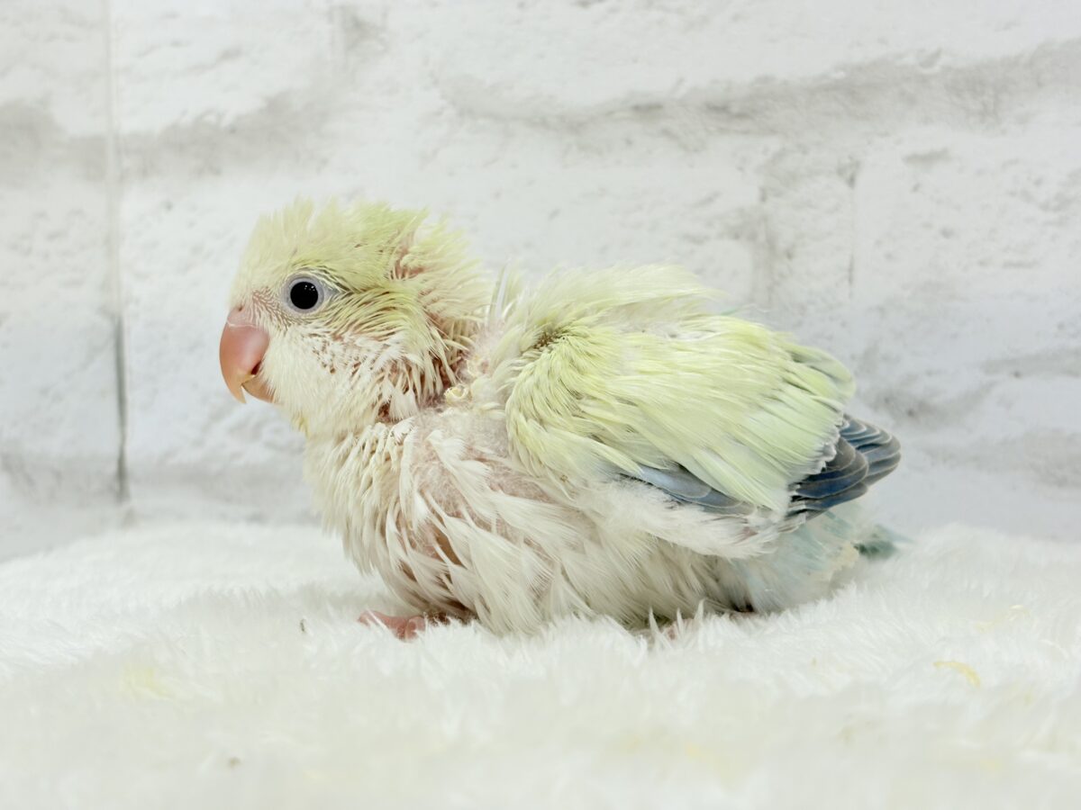 オキナインコ