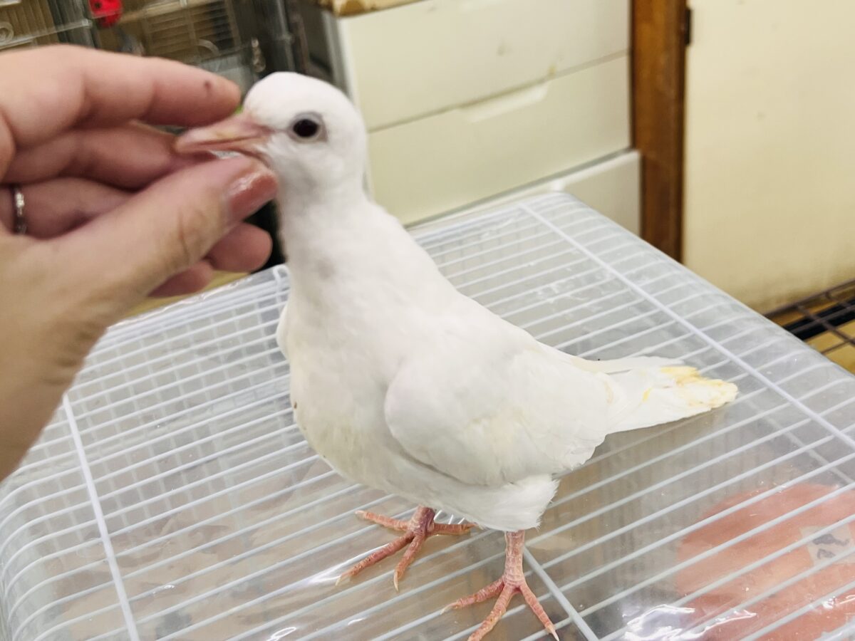 ギンバト