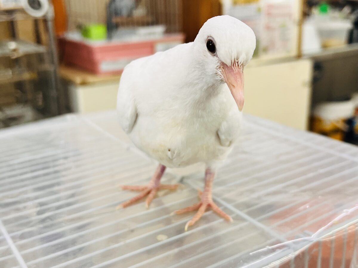 ギンバト