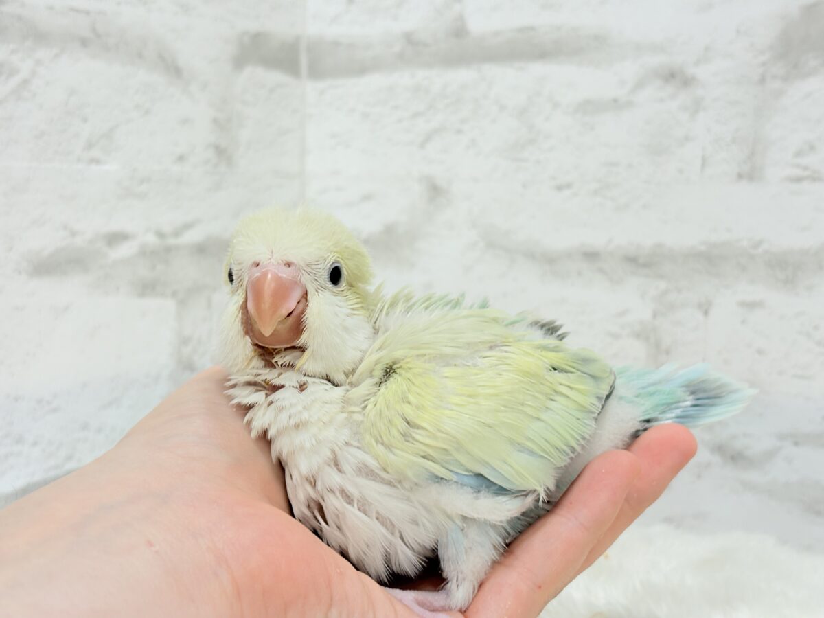 オキナインコ
