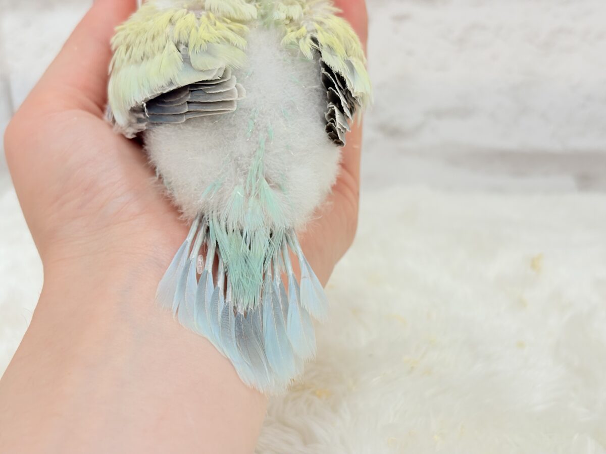 オキナインコ