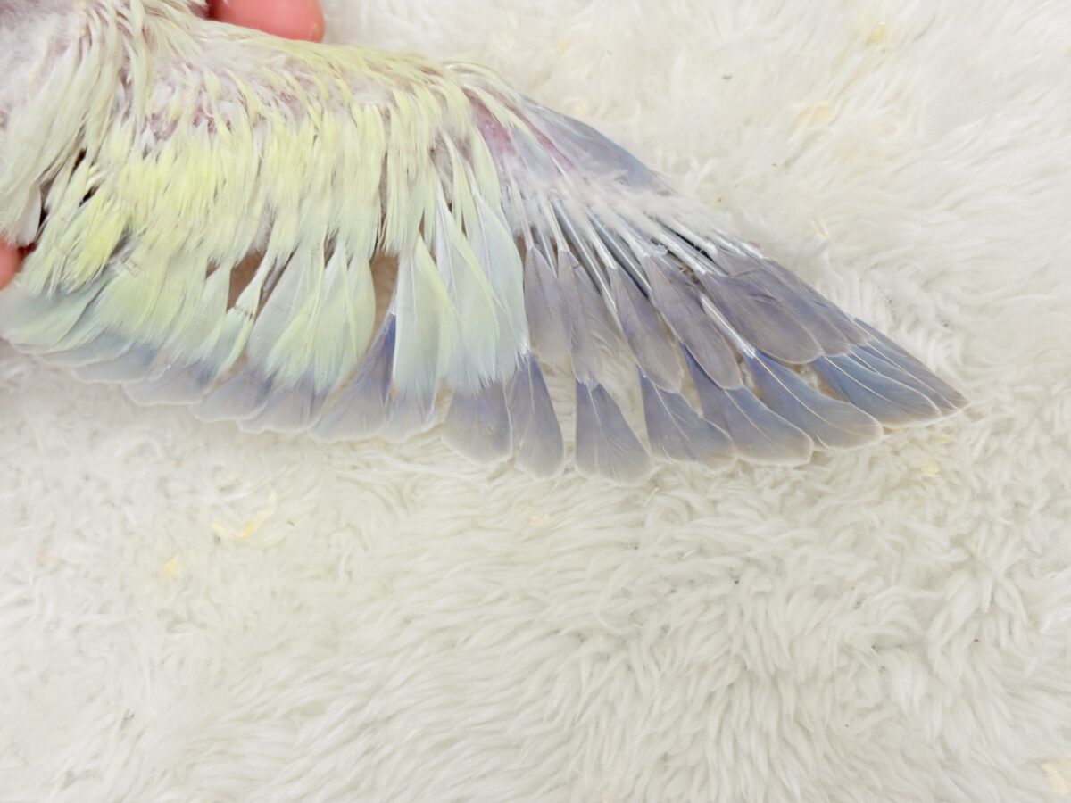 【最新画像更新🪄】甘々コットンキャンディー🐥🍬🫧オキナインコ(アクアブルーパリドオパーリン) ヒナ オキナインコ