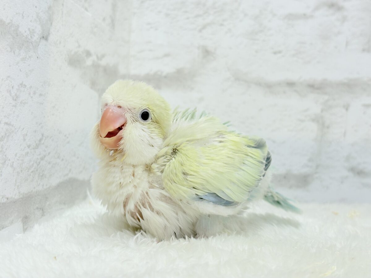 オキナインコ