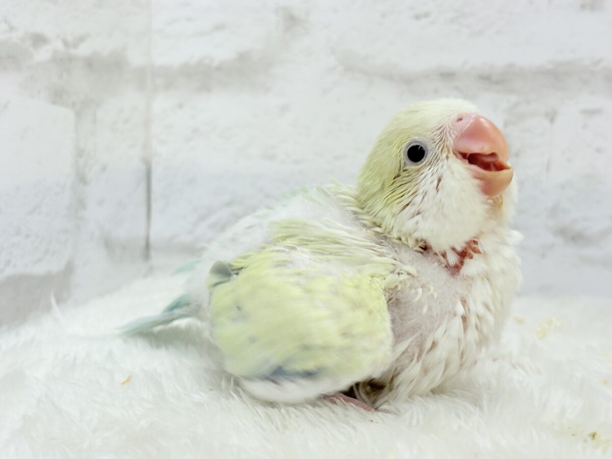 オキナインコ