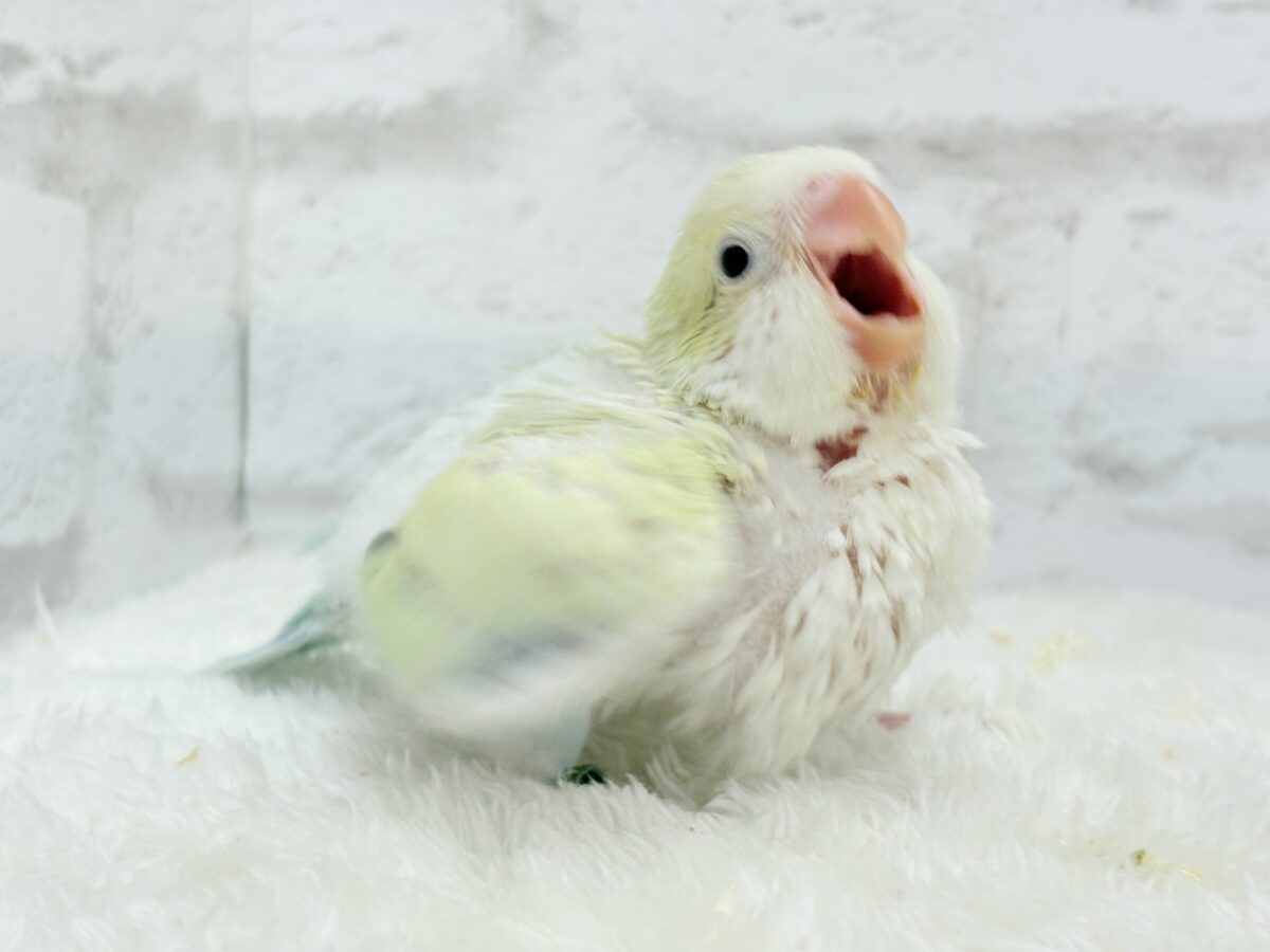 【最新画像更新🪄】甘々コットンキャンディー🐥🍬🫧オキナインコ(アクアブルーパリドオパーリン) ヒナ オキナインコ
