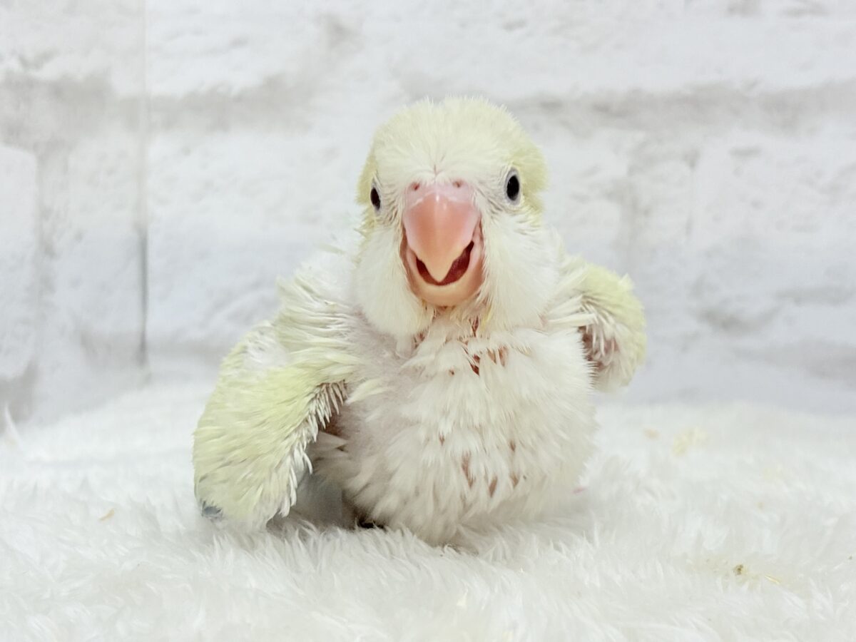 【最新画像更新🪄】甘々コットンキャンディー🐥🍬🫧オキナインコ(アクアブルーパリドオパーリン) ヒナ オキナインコ