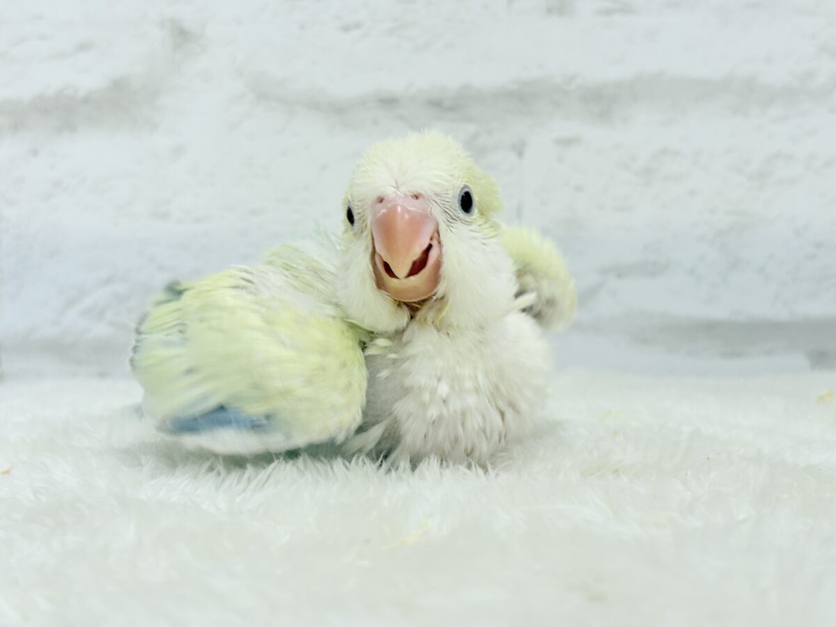 オキナインコ