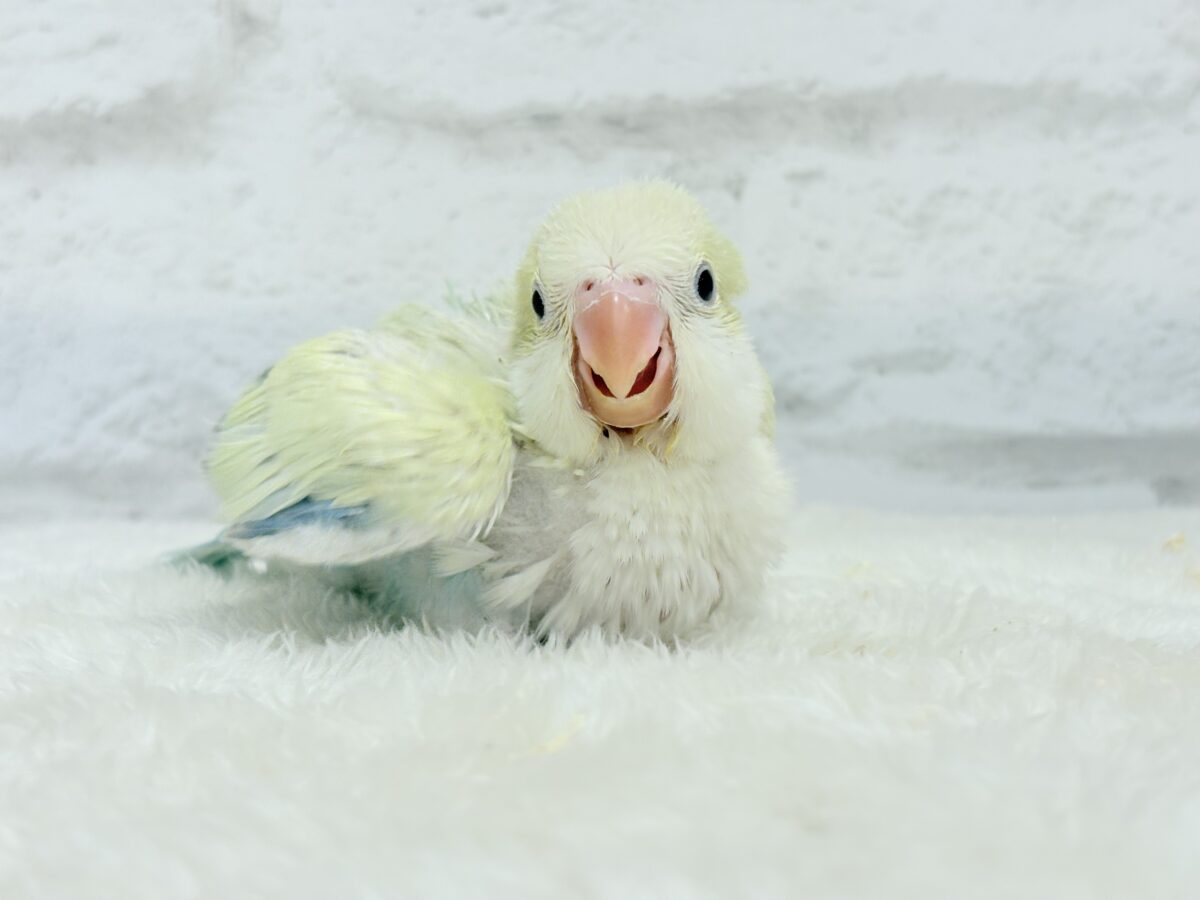 オキナインコ