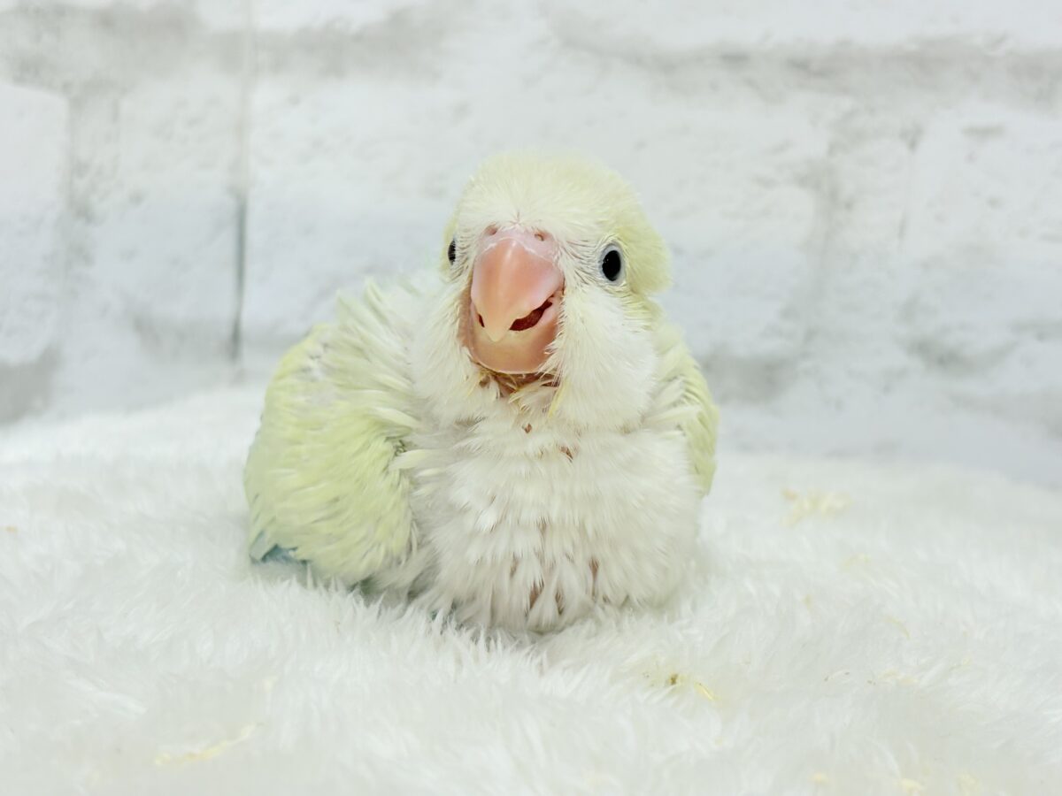 【最新画像更新🪄】甘々コットンキャンディー🐥🍬🫧オキナインコ(アクアブルーパリドオパーリン) ヒナ オキナインコ