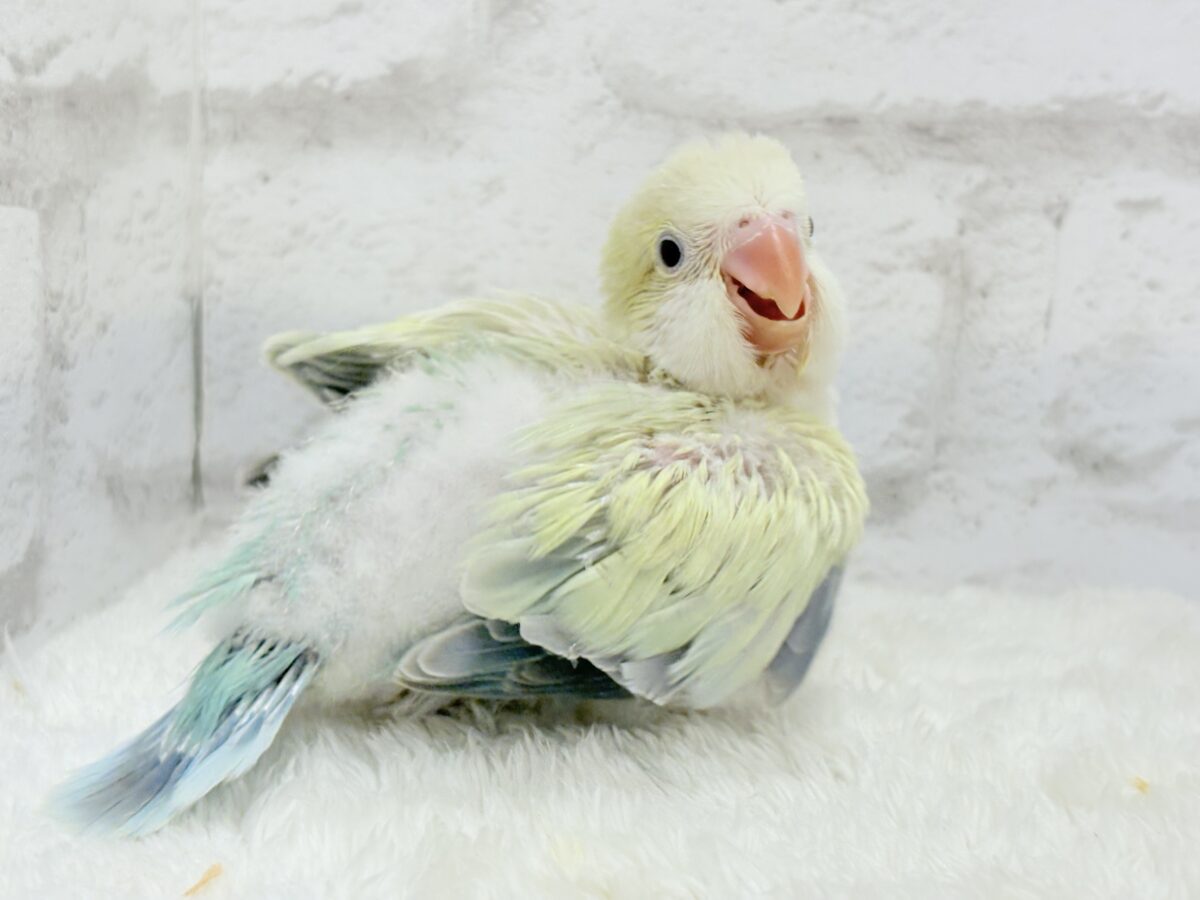 オキナインコ
