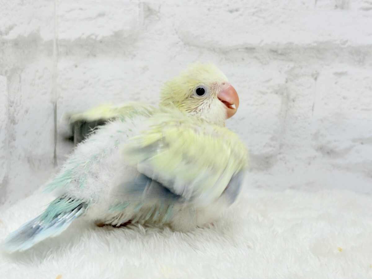 オキナインコ