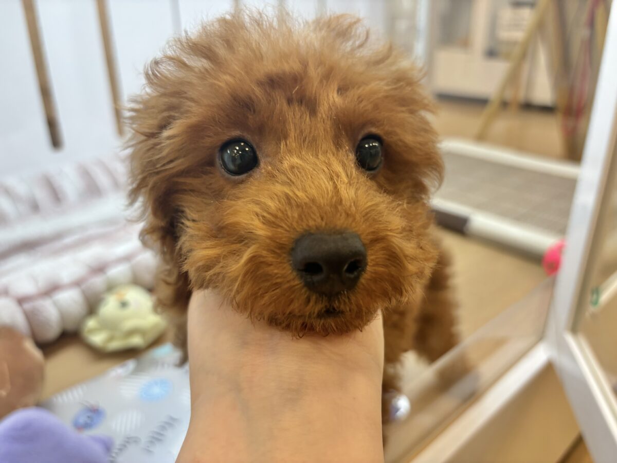 トイプードル
