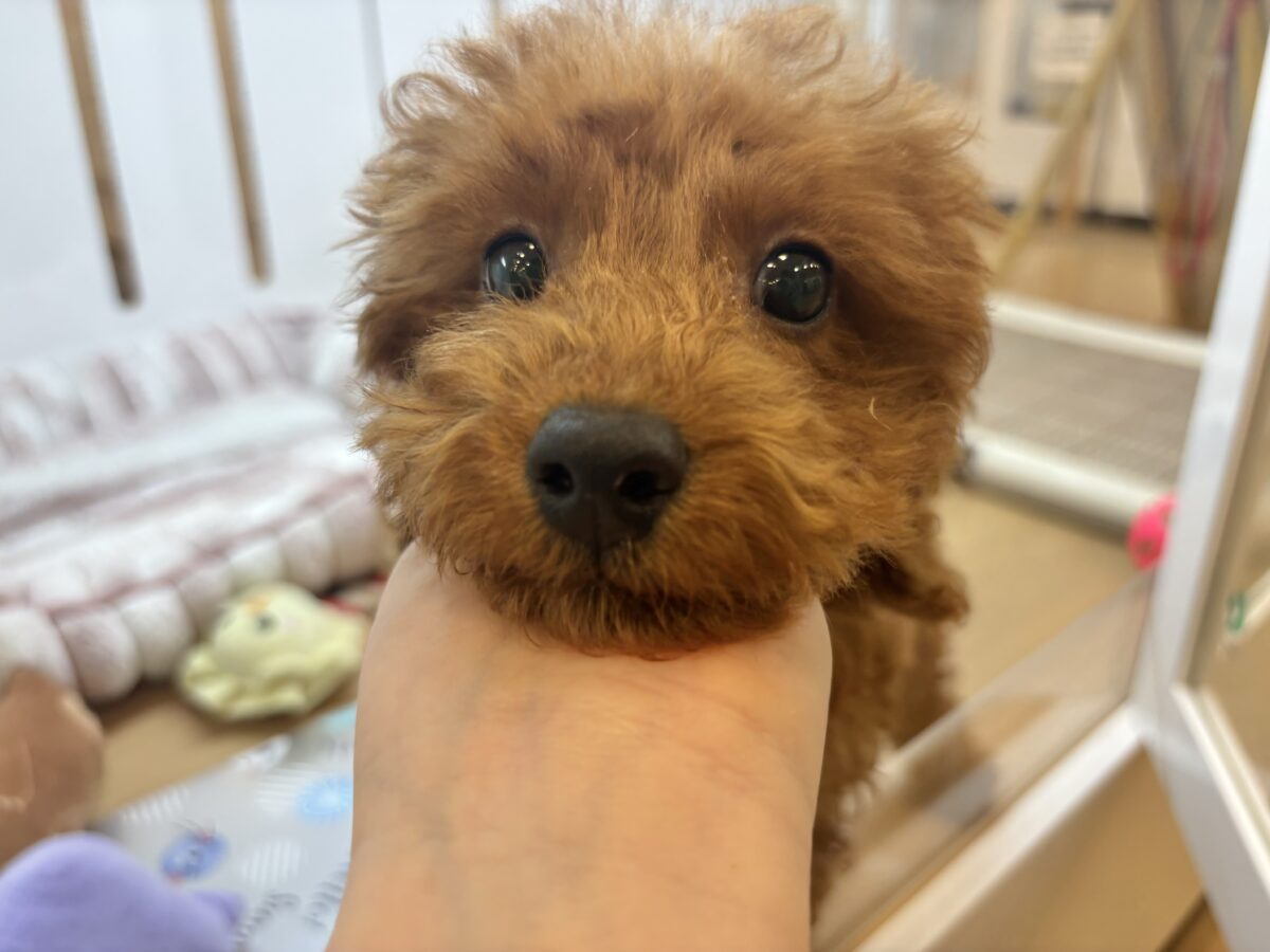 トイプードル