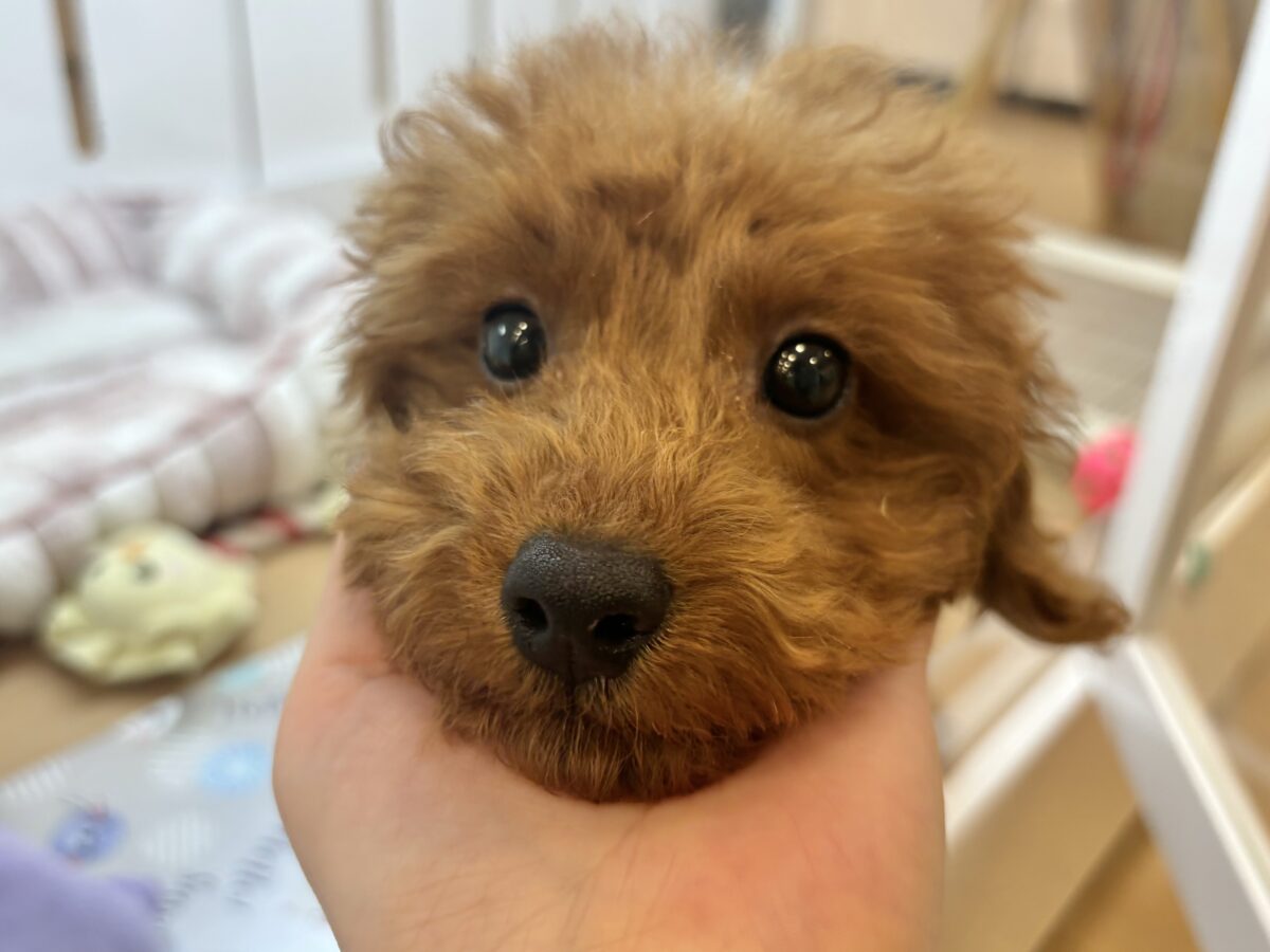 トイプードル