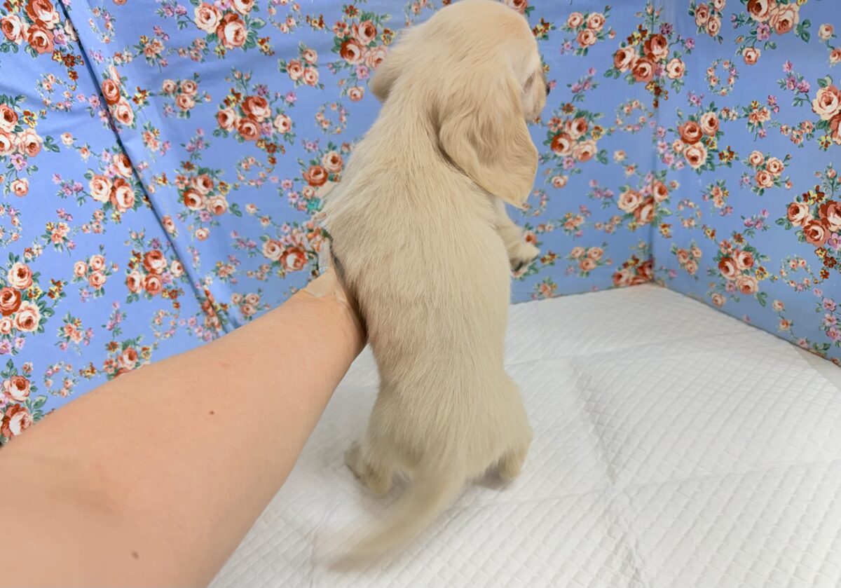 ミニチュアダックス