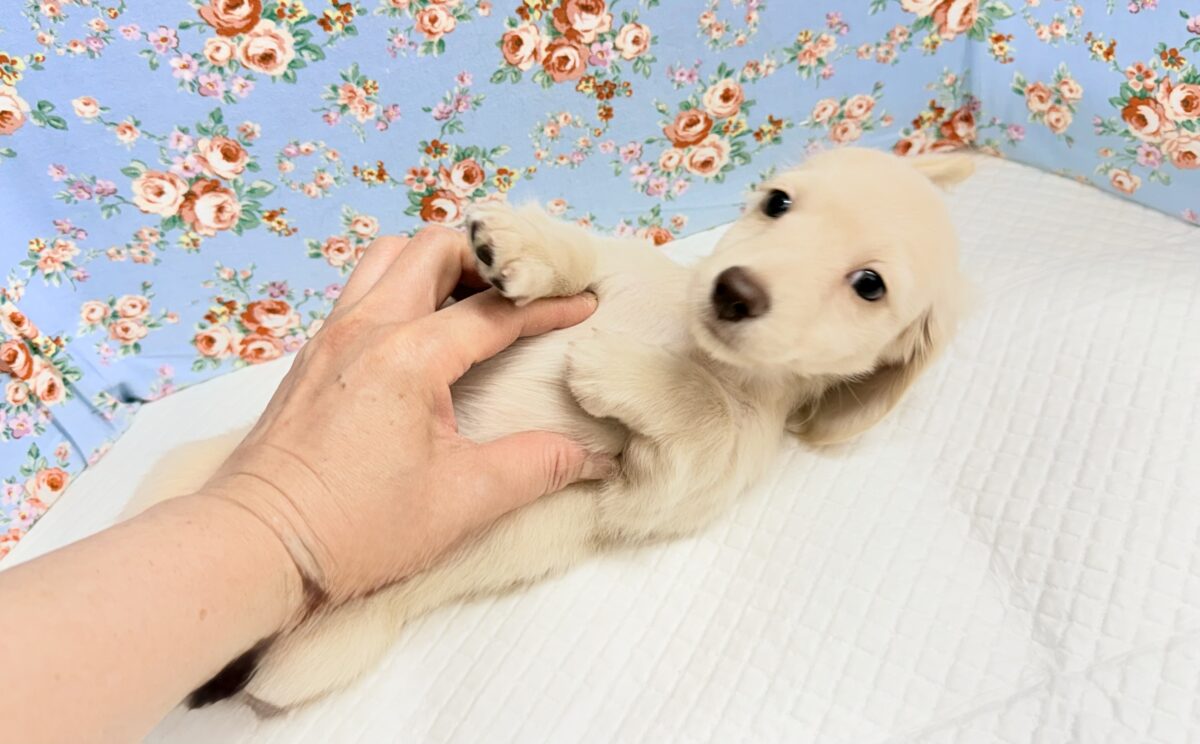 ミニチュアダックス