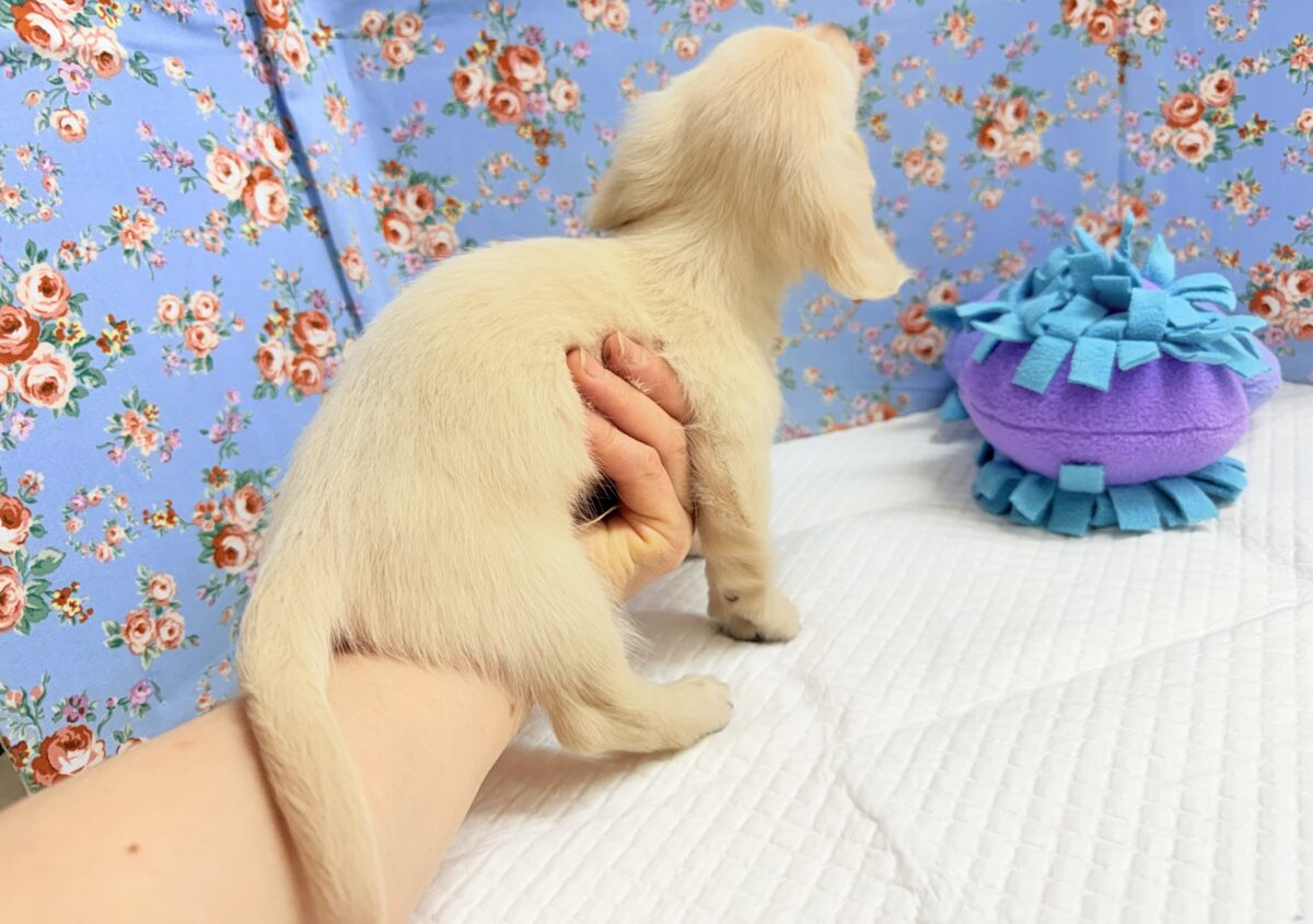 ミニチュアダックス