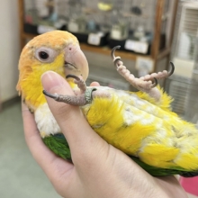 【🆙最新画像あり‼️】にぎにぎコロコロ甘えっ子💕🎶　シロハラインコ