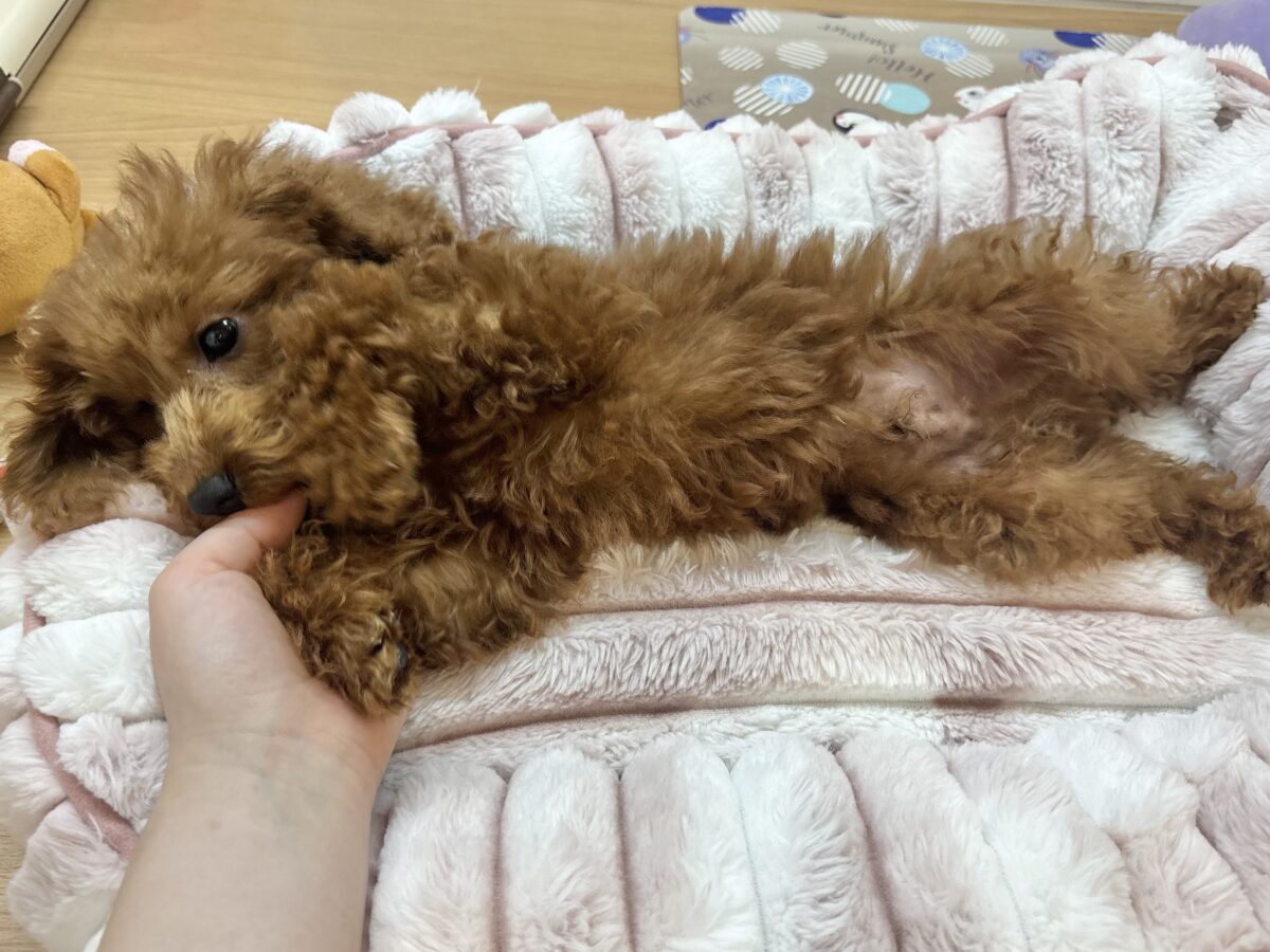 トイプードル