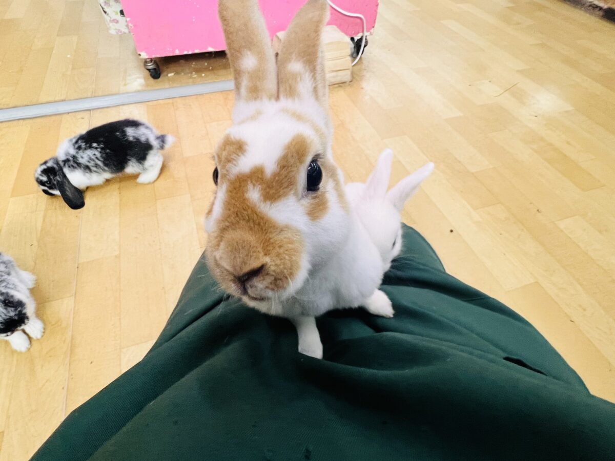 ミニレッキス