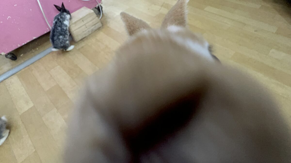 ミニレッキス