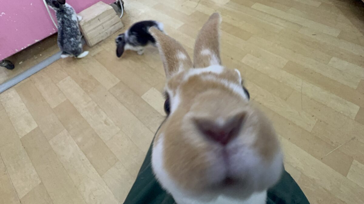 ミニレッキス