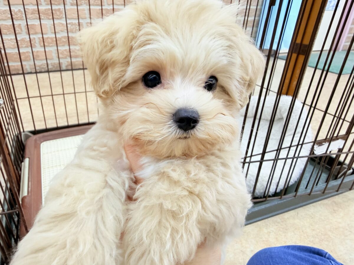 最新画像📸ハーフ犬（マルチーズ×トイプードル）女の子♪サークルデビューしました〜