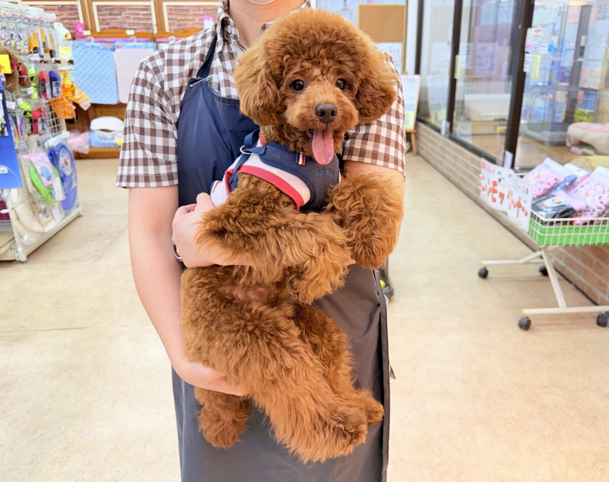 動画あり🎥最新画像📸トイプードル(レッド)男の子♫抱き心地満点のぬいぐるみ?店内お散歩マスターしました! トイプードル