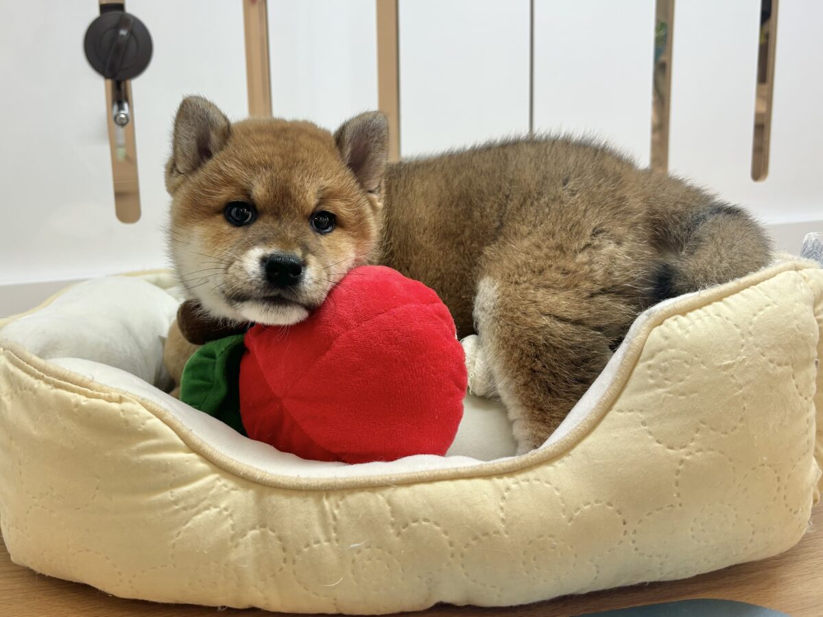 柴犬
