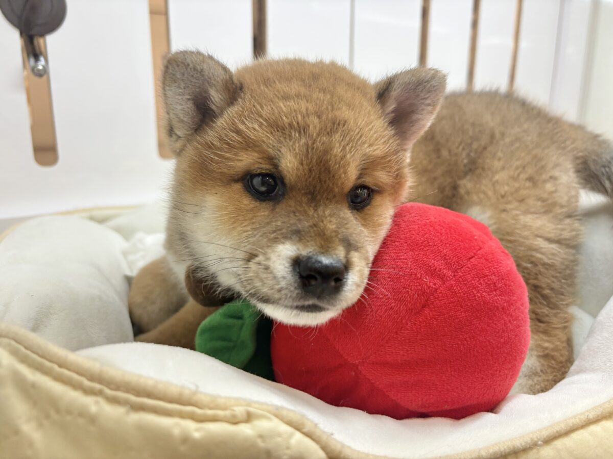 柴犬