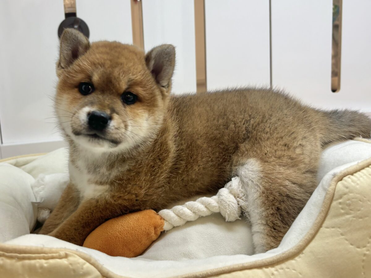 柴犬