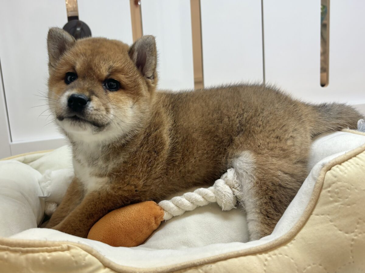 柴犬