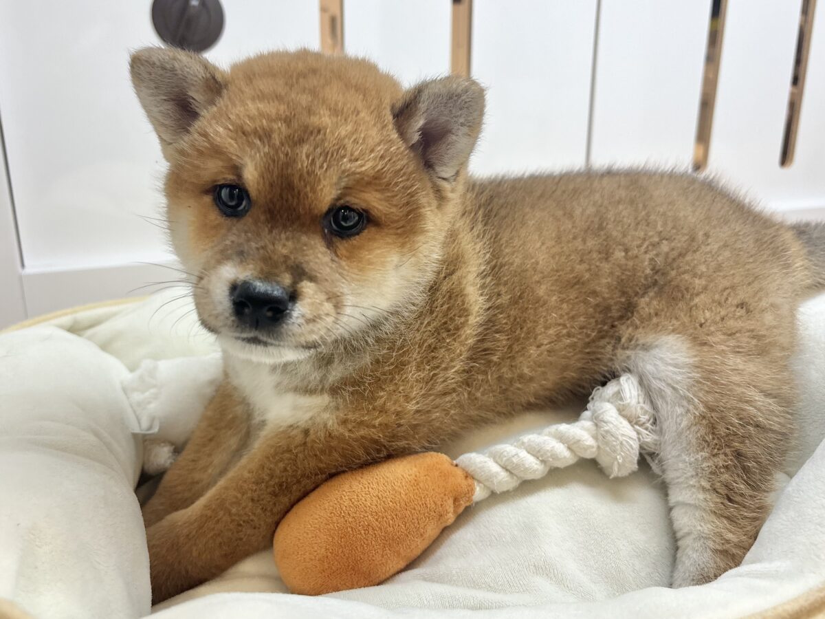 柴犬