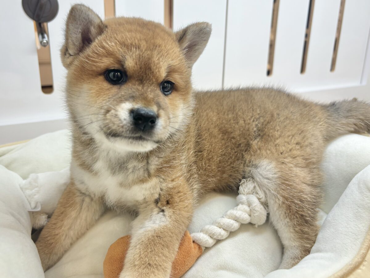 柴犬