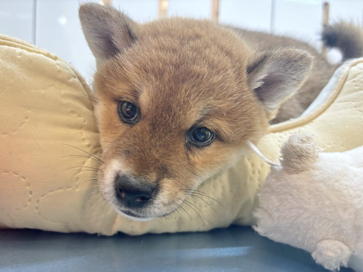 柴犬