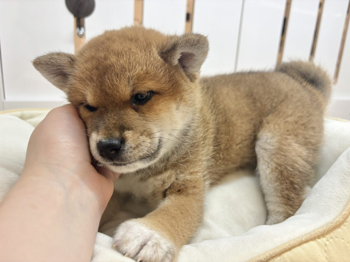 柴犬
