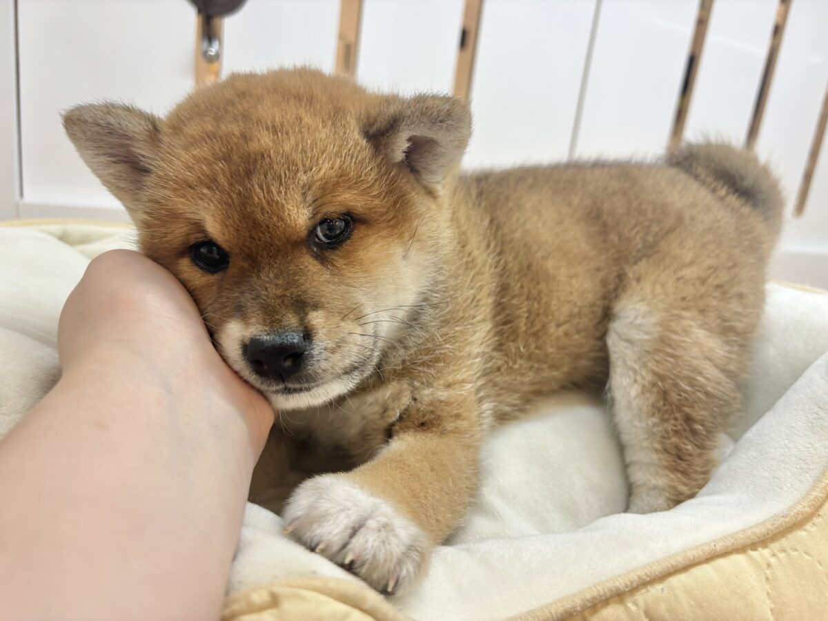 柴犬