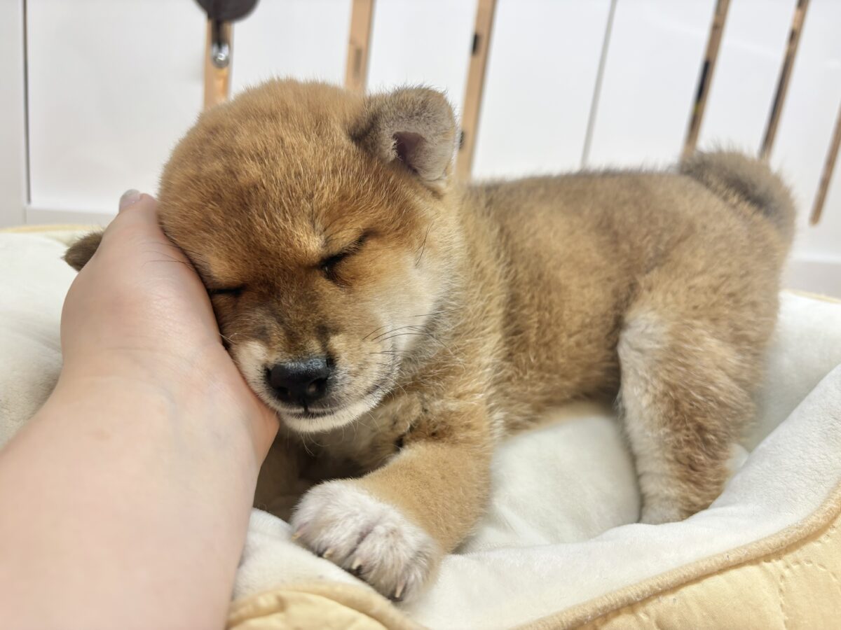 柴犬