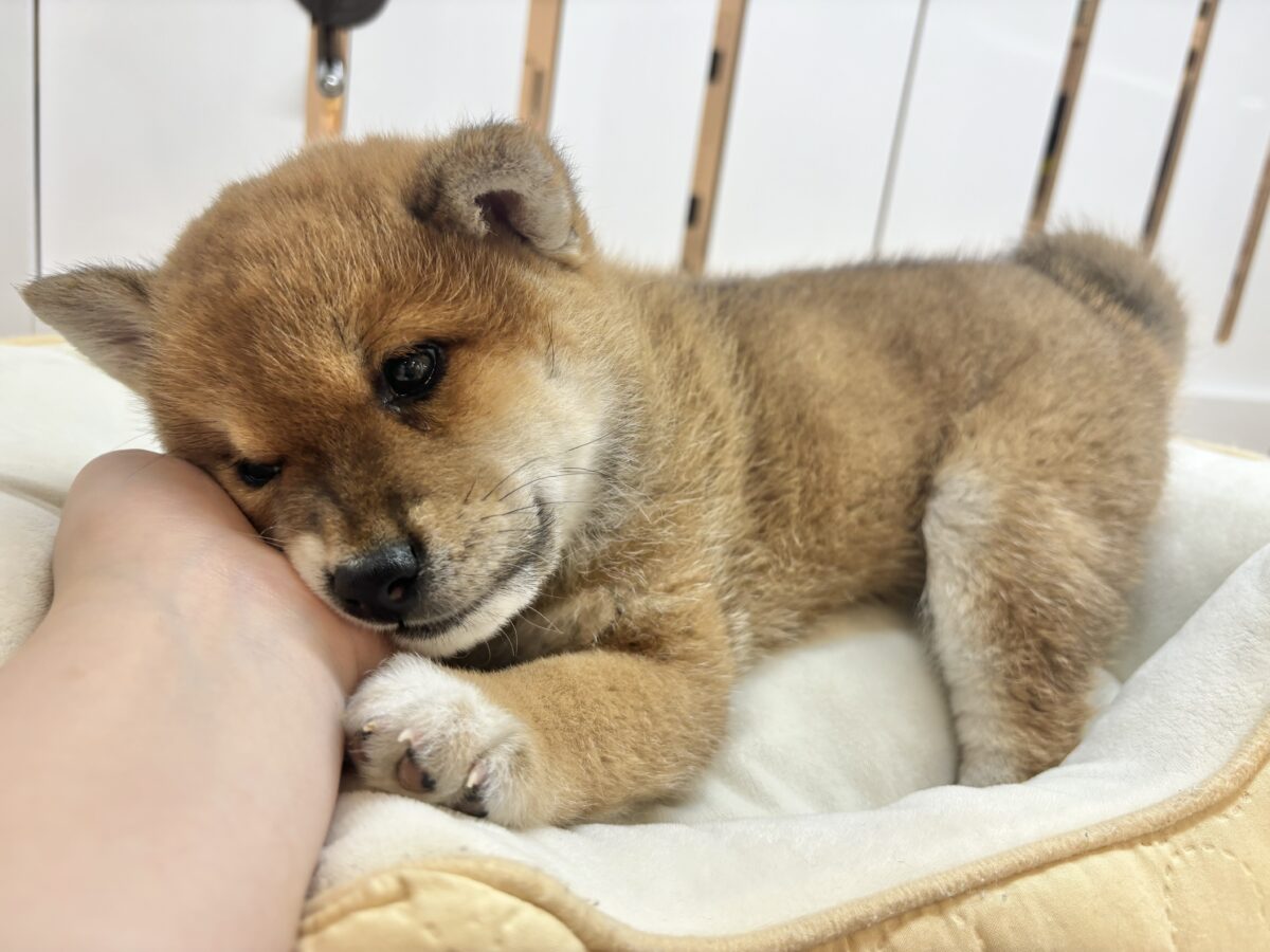 柴犬