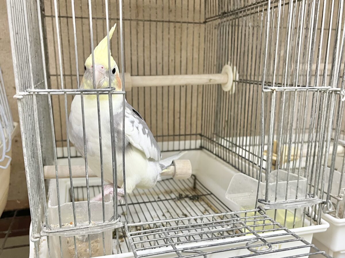 オカメインコ